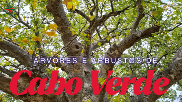 Projeto: Árvores e Arbustos de Cabo Verde