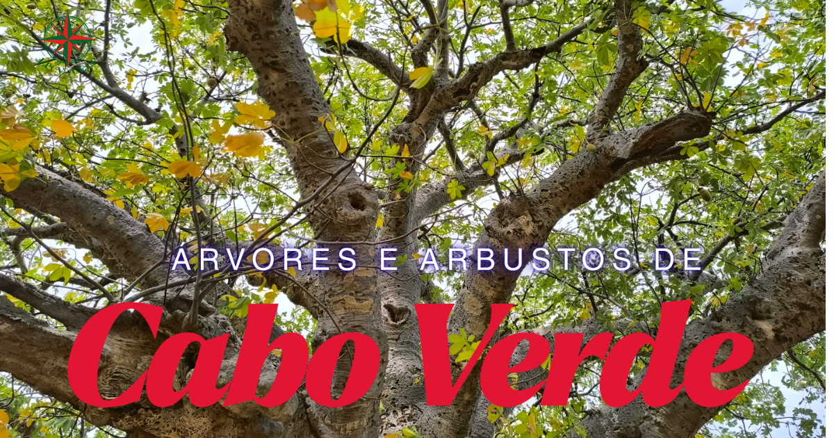 Projeto: Árvores e Arbustos de Cabo Verde
